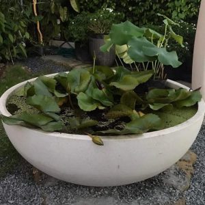 Chảo trồng sen súng