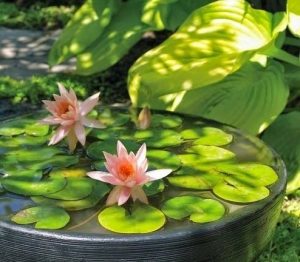 Công dụng của chậu trông sen súng