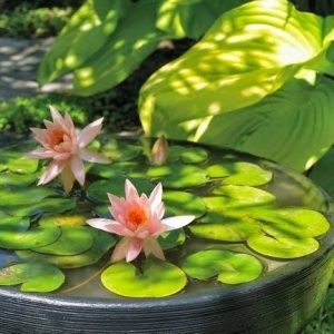 Công dụng của chậu trông sen súng