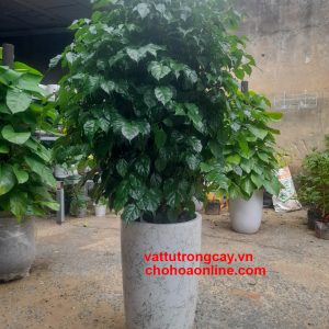 chậu trồng cây men sứ bom vân đá