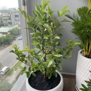 chậu sứ tráng men trứng tròn