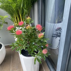 chậu sứ tráng men vát