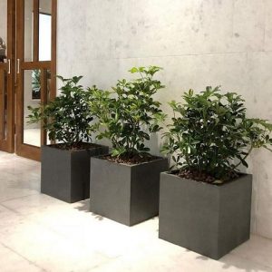 Chậu Xi Măng Đá Mài Hình Vuông 37cm