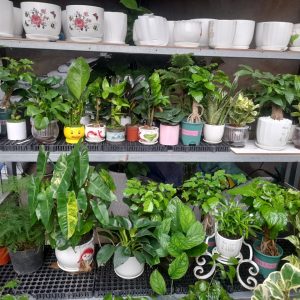 chậu trồng cây để bàn