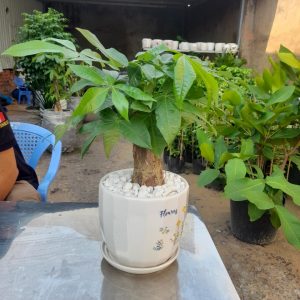 chậu trồng cây để bàn