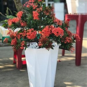Chậu trồng cây kim cương bát giác