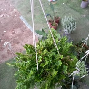 Chậu nhựa treo trồng cây dây leo rủ