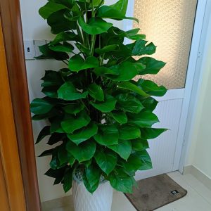 Ứng dụng của chậu bom vân mắt lưới