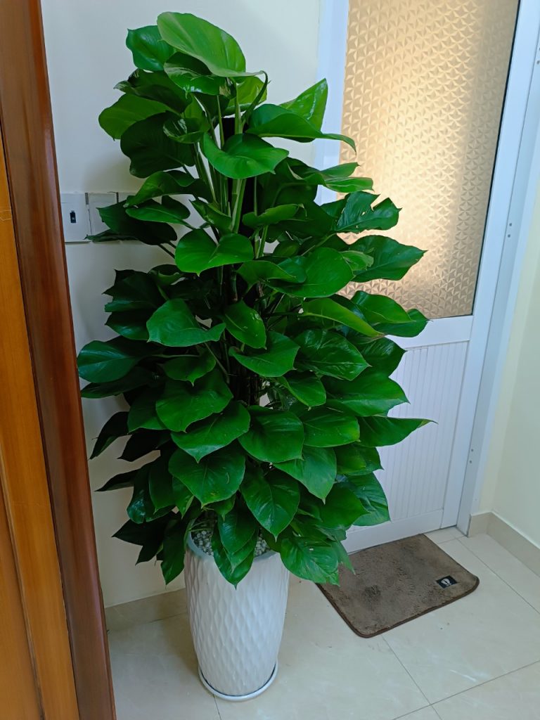 Ứng dụng của chậu bom vân mắt lưới