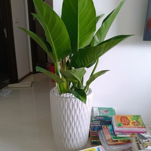 chau su hinh bom van luoi