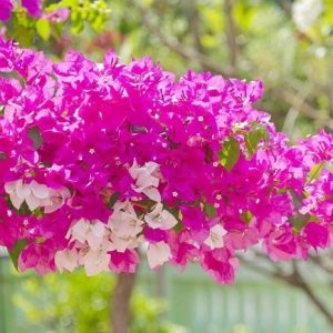 Phân bón chuyên dùng cho cây hoa giấy