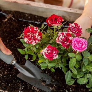 Phân bón cho cây hoa hồng