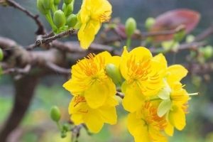 Phân bón cho cây hoa mai