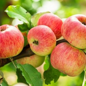 Bổ sung canxi Bo giúp cho cây đẹp trái