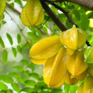 Phân hữu cơ - phân gà nhật