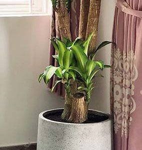 Chậu đá xi măng đá mài hình bầu đáy