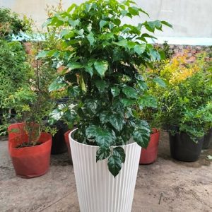 Chậu nhựa đứng gân sọc trồng cây