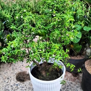 Chậu nhựa gân sọc trồng cây