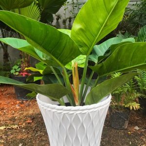 Hình ảnh: kích thước thật của chậu nhựa trồng cây vân mắt lưới