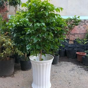 Chậu nhựa ống trúc trồng cây