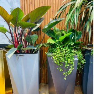 chậu trồng cây xi măng đá mài hình bát giác