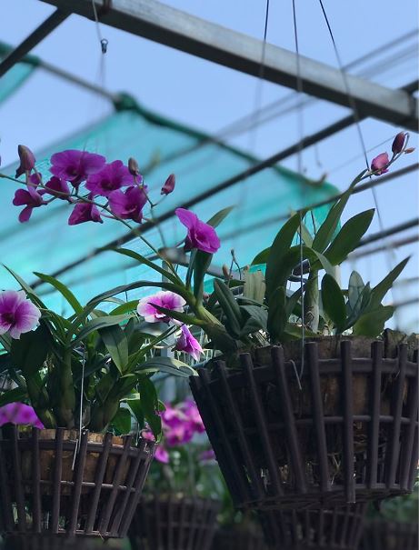 chậu nhựa giả gỗ trồng lan