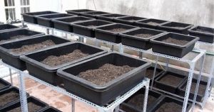 Ưu điểm của khay nhựa trồng rau