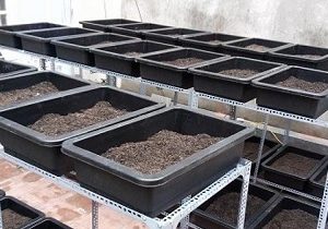 Ưu điểm của khay nhựa trồng rau