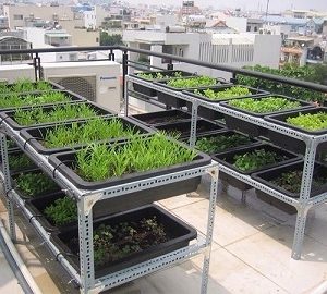 Phân hữu cơ - phân gà nhật