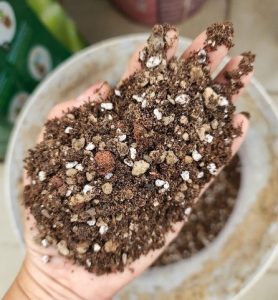 Giá thể trồng cây sen đá - xương rồng