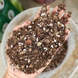 Giá thể trồng cây sen đá - xương rồng