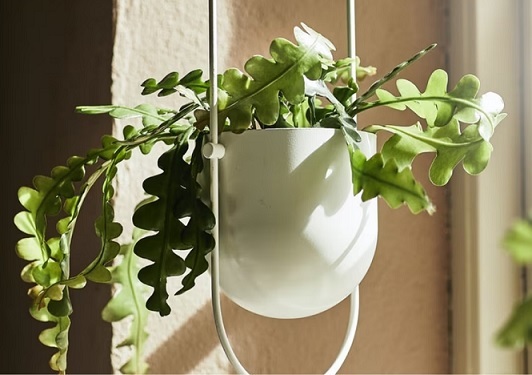 ưu điểm của chậu treo ban công