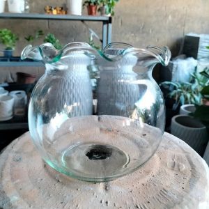 Chậu thủy tinh trồng cây thủy sinh