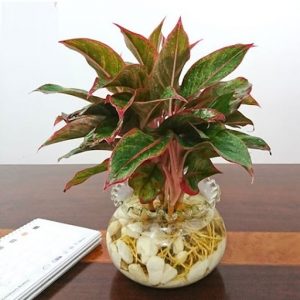 Chậu thủy tinh trồng cây thủy sinh