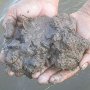 Bùn trồng các loại cây sen súng và cây ngập nước