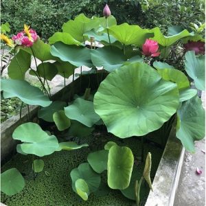 Bùn trồng các loại cây sen súng và cây ngập nước