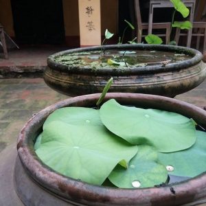 Bùn trồng các loại cây sen súng và cây ngập nước