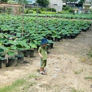 Bùn trồng các loại cây sen súng và cây ngập nước