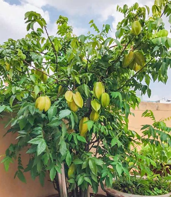 Chậu nhựa truyền thống trồng cây gì