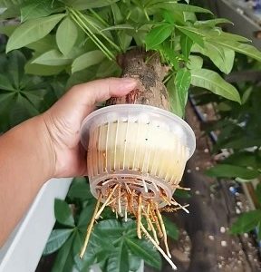 Rọ Nhựa Trồng Cây Thủy Sinh Để Bàn