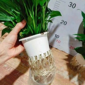 Rọ Nhựa Trồng Cây Thủy Sinh Để Bàn