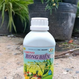 Rong biển phân bón cho cây trồng