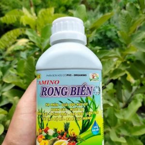 Rong biển phân hữu cơ bón cho cây trồng