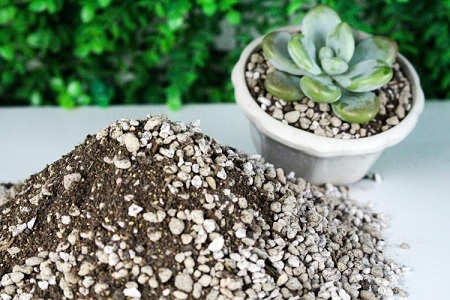 Trồng sen đá xương rồng bằng đất gì