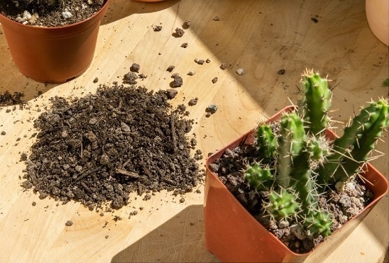 Trồng sen đá xương rồng bằng đất gì