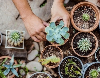 Trồng sen đá xương rồng bằng đất gì