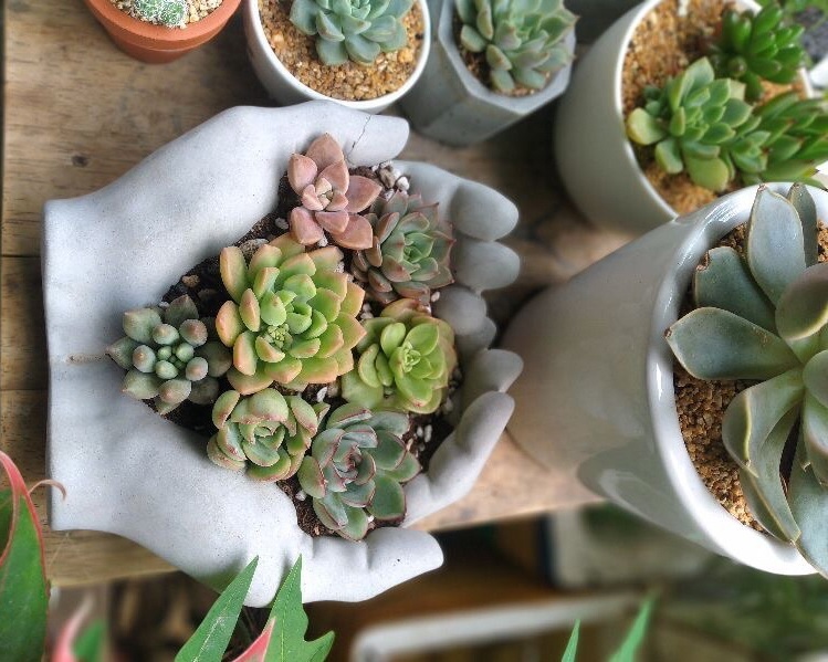 Trồng sen đá xương rồng bằng đất gì