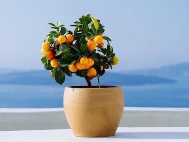 Cây ăn trái trồng chậu nào kích thước bao nhiêu