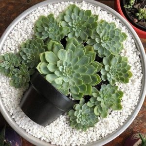 Sỏi Trắng Trồng Cây Và Trang Trí Sân Vườn