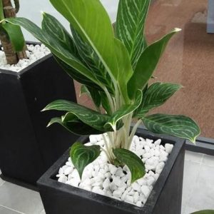 Sỏi Trắng Trồng Cây Và Trang Trí Sân Vườn